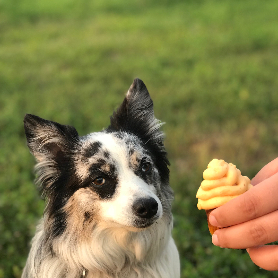 Our friend Roo likes his Pupcake treat